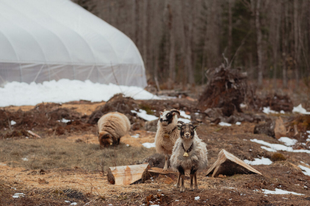 michigan upper peninsula winter elopement