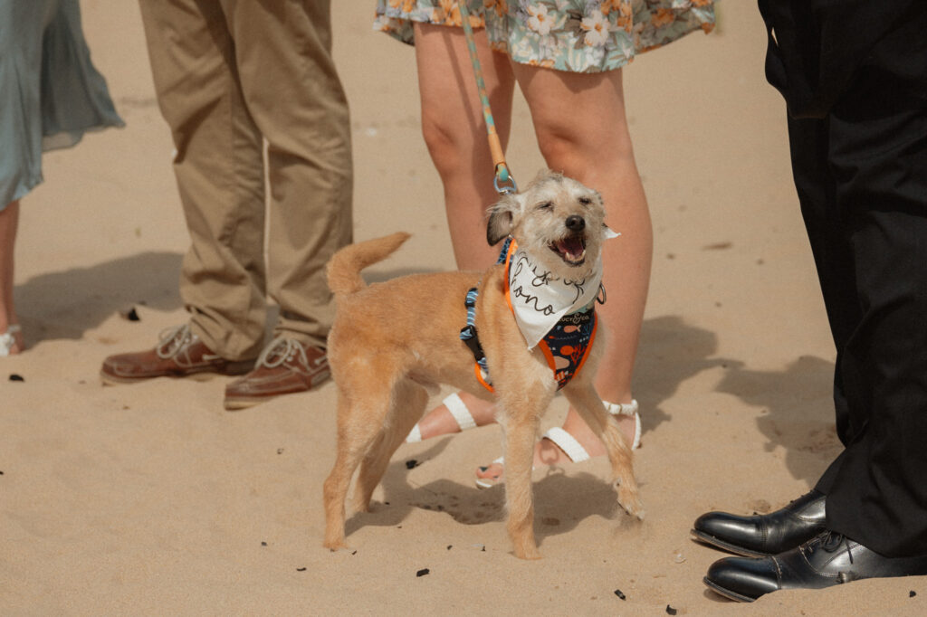 summer sleeping bear elopement