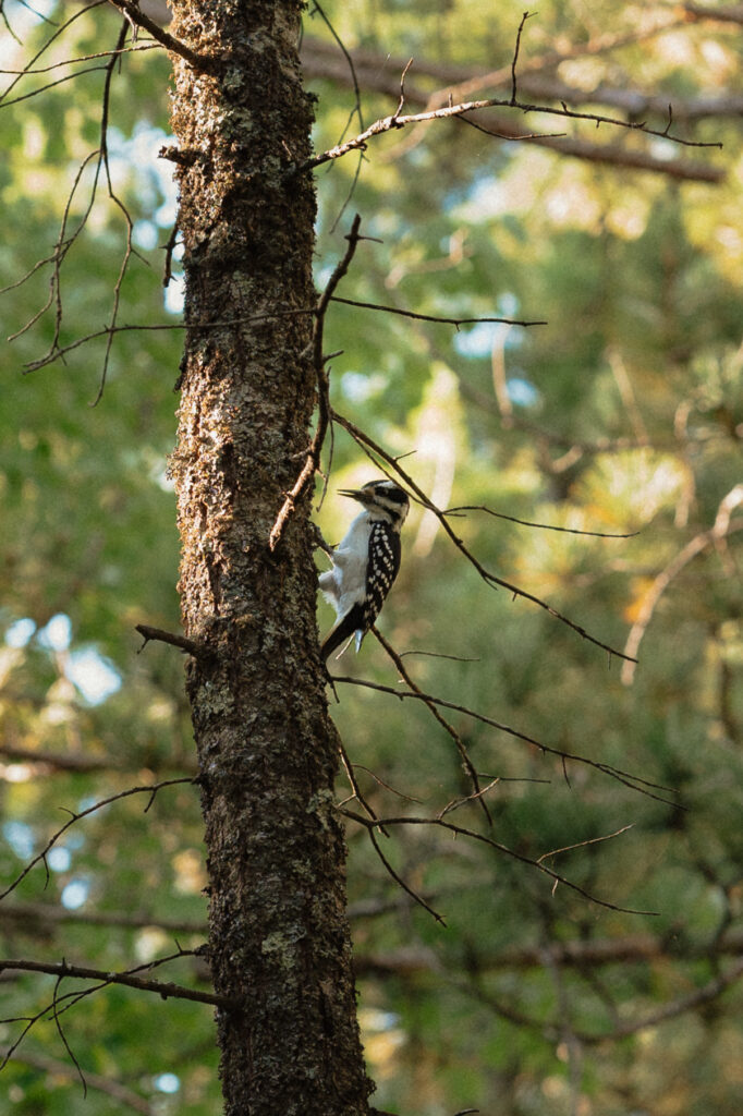 pictured rocks wedding