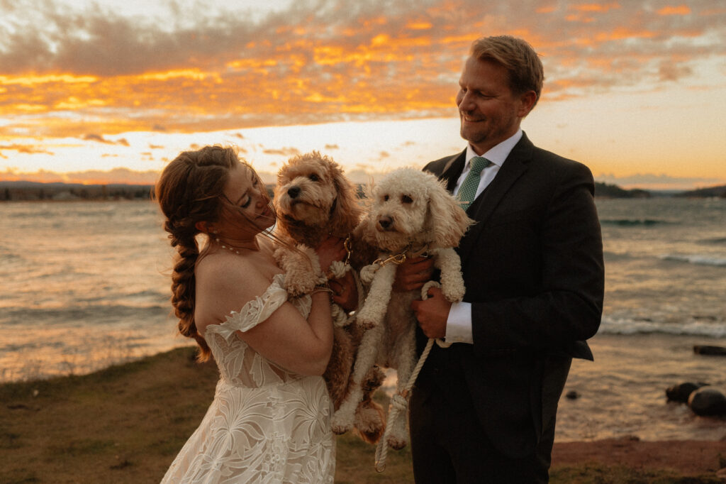 sunset photo of wedding couple with their dogs