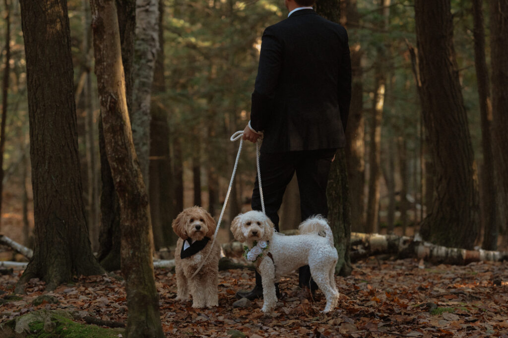 dogs waiting for bride for first look