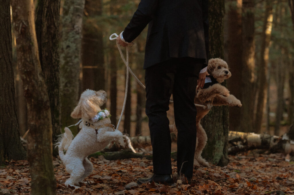 excited dogs during wedding first look